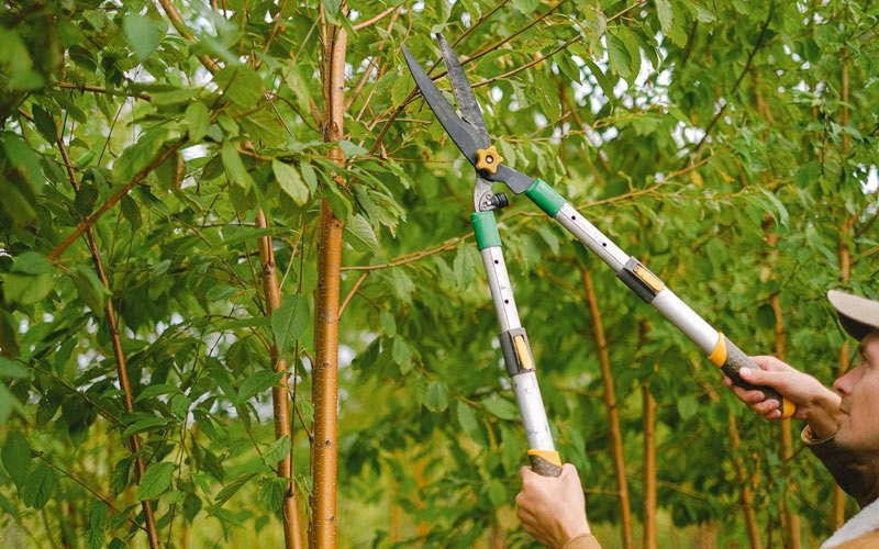 Tree trimming in Andes, NY