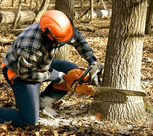 Tree Removal in Andes, NY